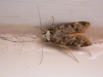 White Shoulder House Moth
